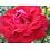 Meilland® Rosa Duftfestival® (Rosa Winschoten)