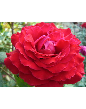 Meilland® Rosa Duftfestival® (Rosa Winschoten)