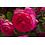 Rosa Pink Eden®