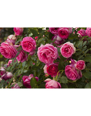  Rosa Pink Eden®