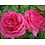 Rosa Pink Eden®