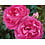 Rosa Pink Eden®