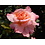 Tantau® Rosa Augusta Louise®