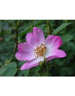  Rosa Rubiginosa- Egelantier