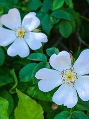  Rosa Multiflora