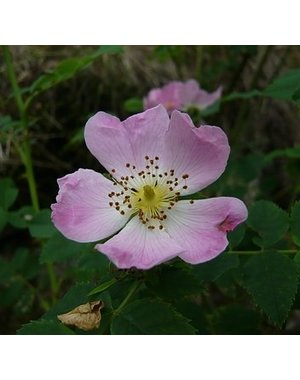  Rosa Glauca- Bergroos