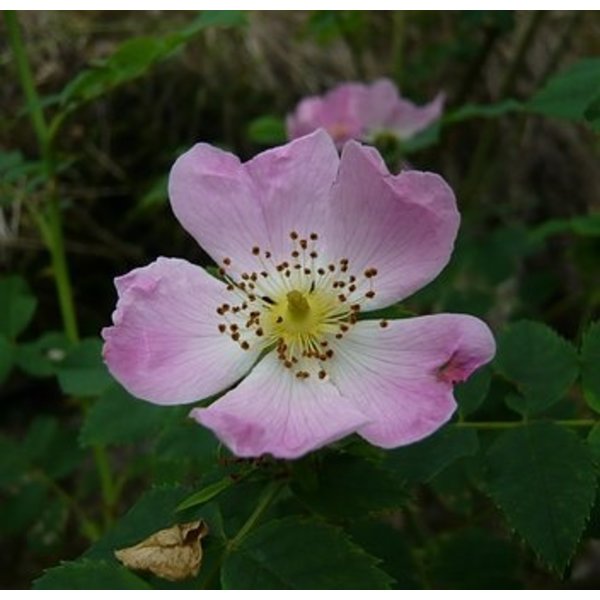 Rosa Glauca- Bergroos