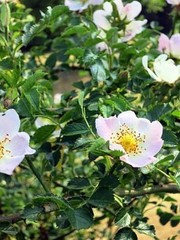  Rosa Arvensis- Bosroos