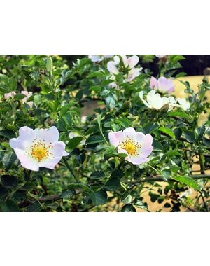  Rosa Arvensis- Bosroos