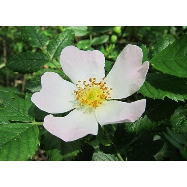 Rosa Arvensis- Bosroos