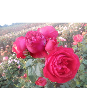 Meilland® Rosa Red Eden Rose® Eric Tabarly