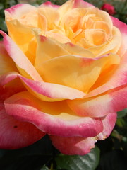 Meilland® Rosa Oriëntal Peace