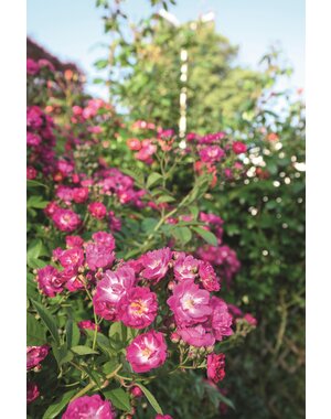  Rambler Rosa Perennial Blue®