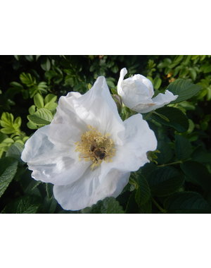  Rosa Rugosa Alba