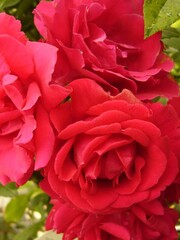  Rosa Paul Scarlet