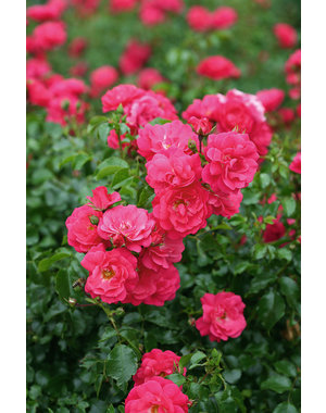 Noack Rosa Heidetraum®