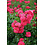 Noack Rosa Flower Carpet Heidetraum®