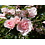 Meilland® Rosa Bonica®