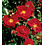 Rosa Flower Carpet Heidefeuer®