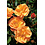 Noack Rosa Flower Carpet Rosa Sedana®