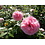 Kordes® Rosa  Larissa®