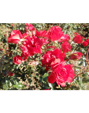 Kordes® Rosa Rotilia®