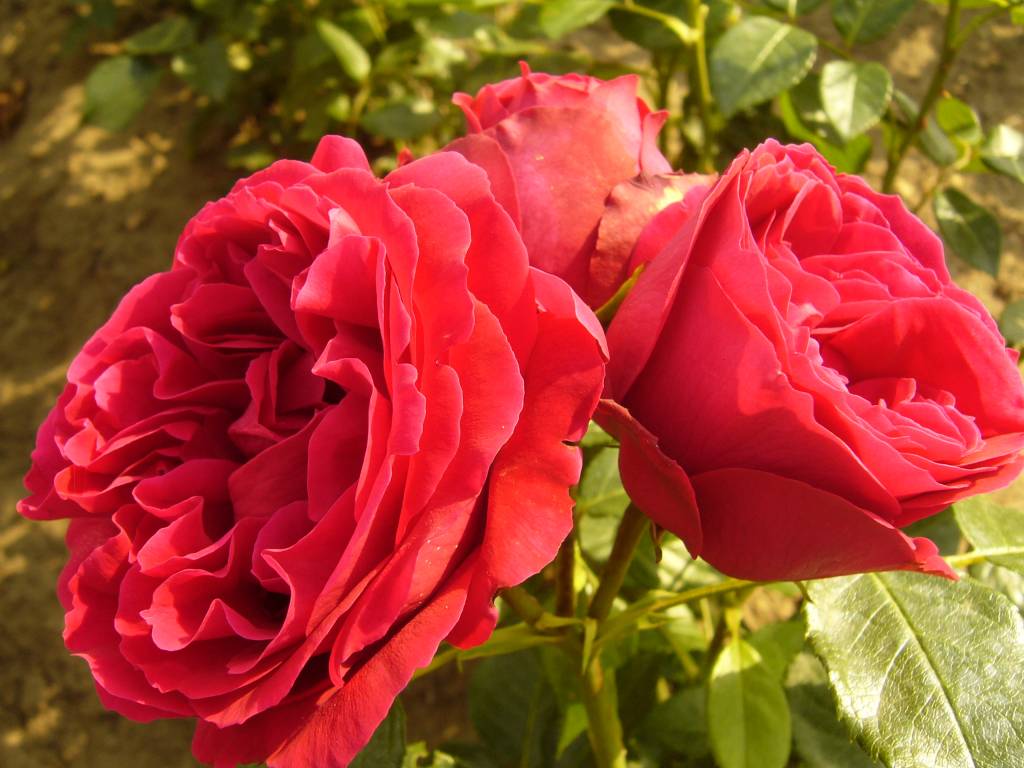 Сорт розы эрик таберли описание фото