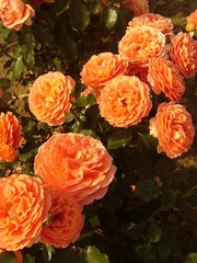 Meilland® Rosa Orange Meilove - Stammhöhe 60cm