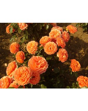 Meilland® Rosa Orange Meilove - Stammhöhe 60cm