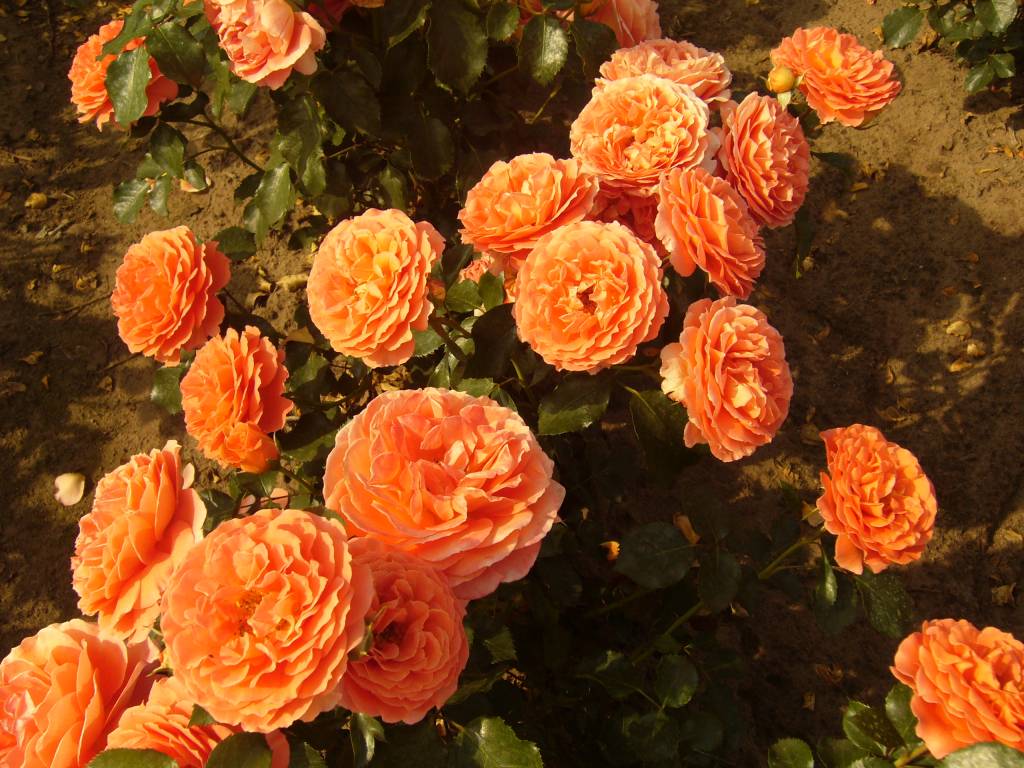 Роза оранж пэшн фото и описание