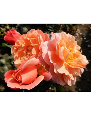  Rosa Marie Curie® - Stammhöhe  60cm