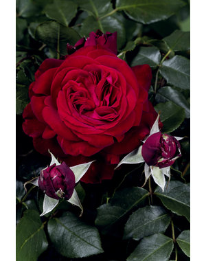 Tantau® Rosa Admiral®