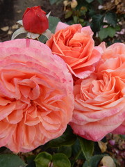 Tantau® Rosa Mary Ann®