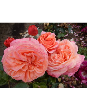 Tantau® Rosa Mary Ann®