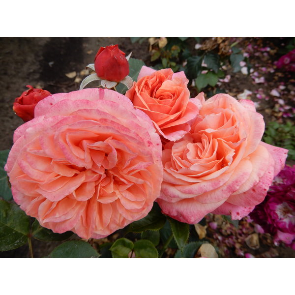 Tantau® Rosa Mary Ann®