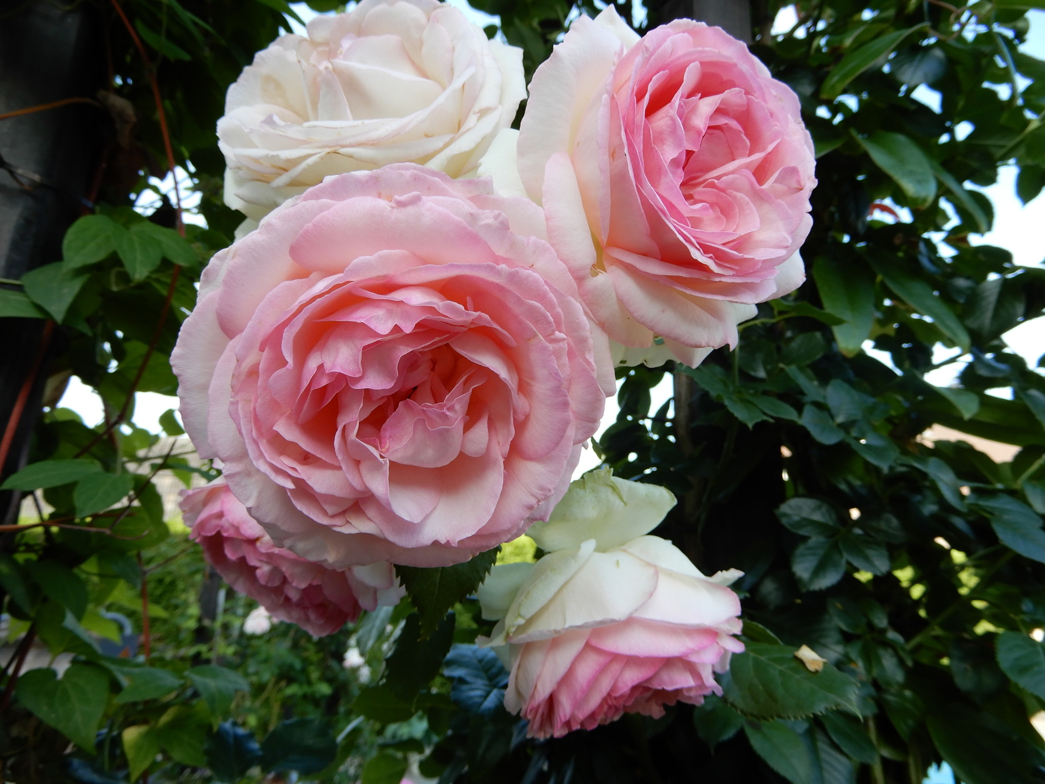 Roze roos