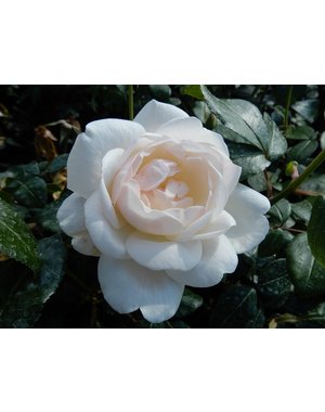  Rosa Helga - Stammhöhe  60cm