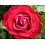 Meilland® Rosa Rouge Meilove® (Mona Lisa)