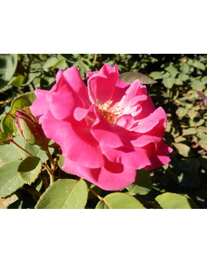  Rosa  Zéphirine Drouhin