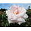 Meilland® Rosa Prince Jardinier® - Schloss Ippenburg