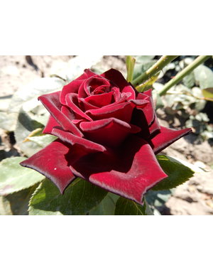 Meilland® Rosa Black Baccara®