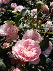 Meilland® Rosa Rose Meilove® (Sunblaze)