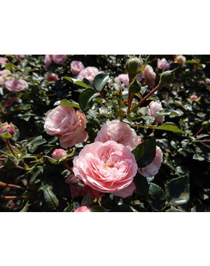 Meilland® Rosa Rose Meilove® (Sunblaze)