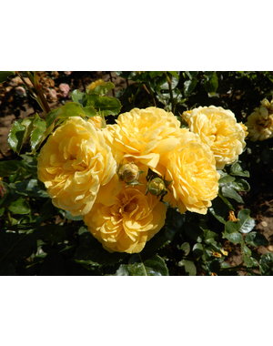 Meilland® Rosa Yellow Meilove®