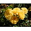 Meilland® Rosa Yellow Meilove - Stammhöhe 60cm