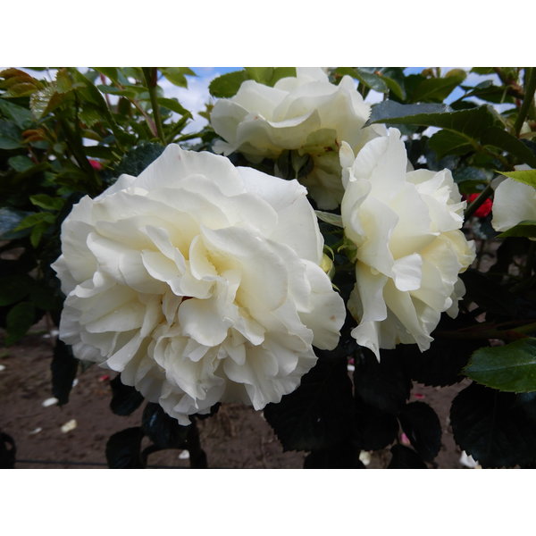 Meilland® Rosa White Meilove® (Lemon Romantica)