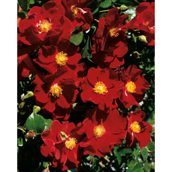 Rosa Flower Carpet Alcantara® Seurosa