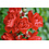 Rosa Flower Carpet  Sorrento®