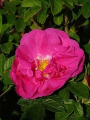 Rosa Gallica ‘Officinalis’ - (Apothekersroos)