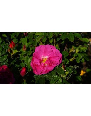  Rosa Gallica (Apothekerrose)